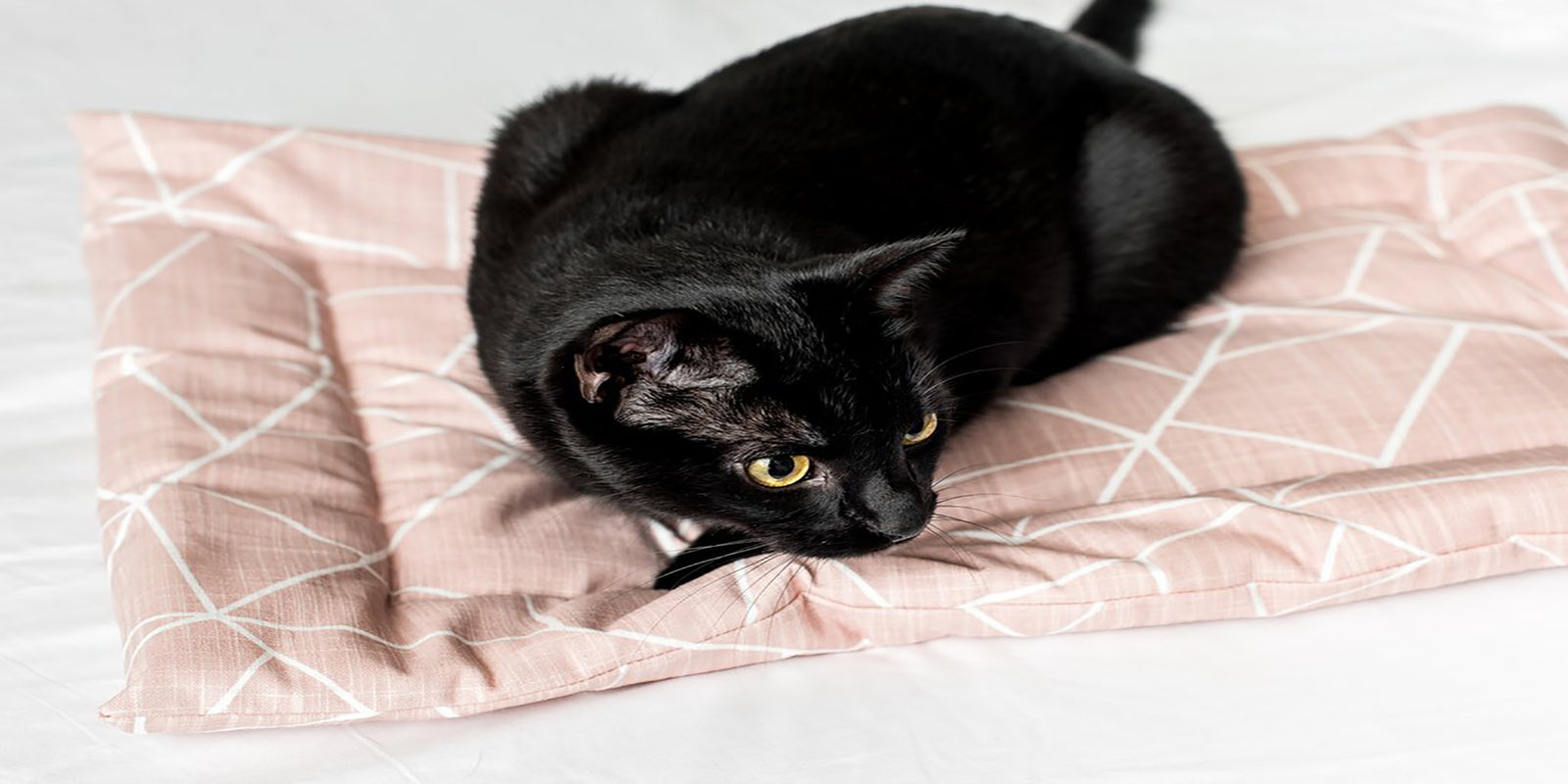 catnip mats