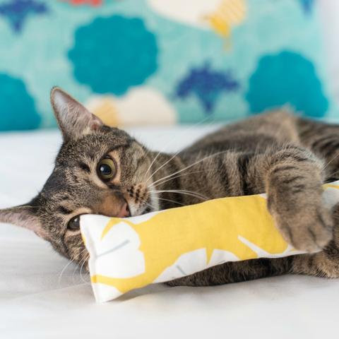 catnip cat toys