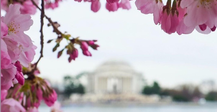 cherry-blossom-washington-dc