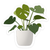Monstera Deliciousa Plant Sticker