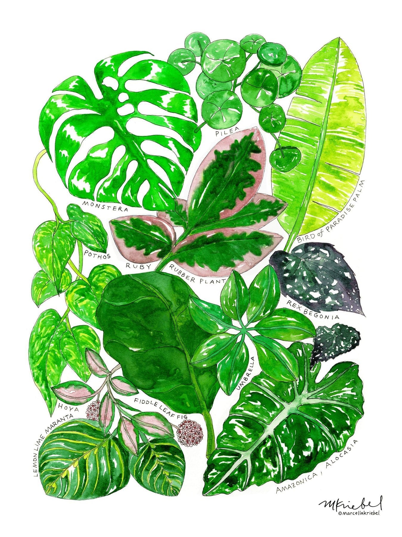 Print - Types of Houseplants