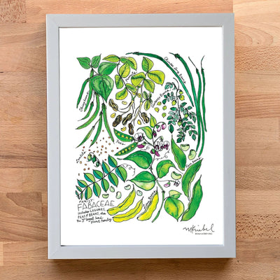 A framed botanical art print featuring green leaves, beans, and pods on a white background, set in a light gray frame and displayed on a wooden surface.