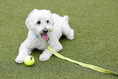 Dog Leash - Give Me Ball - Gift & Gather