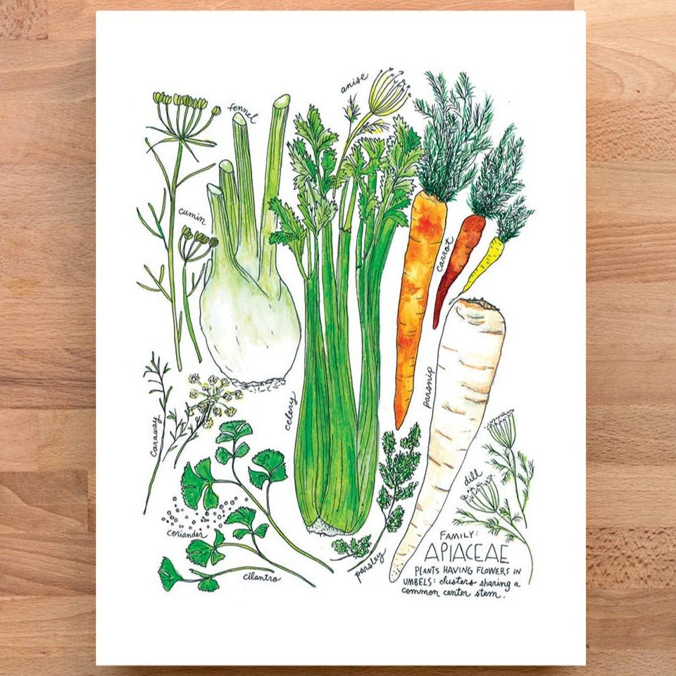 Art Print - Apiaceae - Gift & Gather