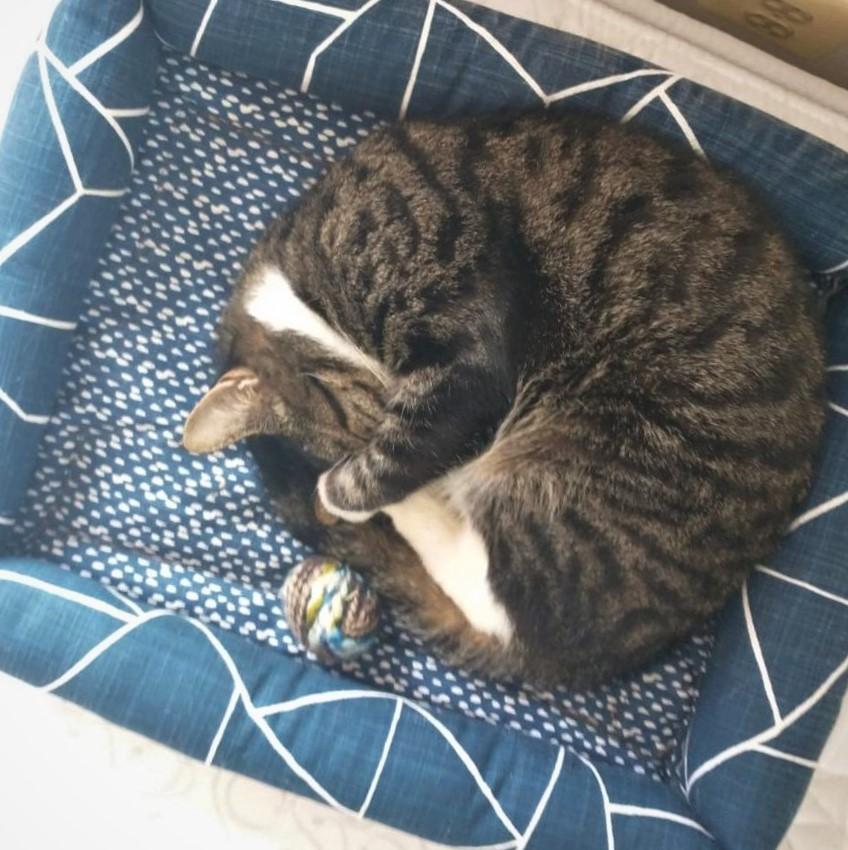 Catnip Cuddler - Geometric - Gift & Gather