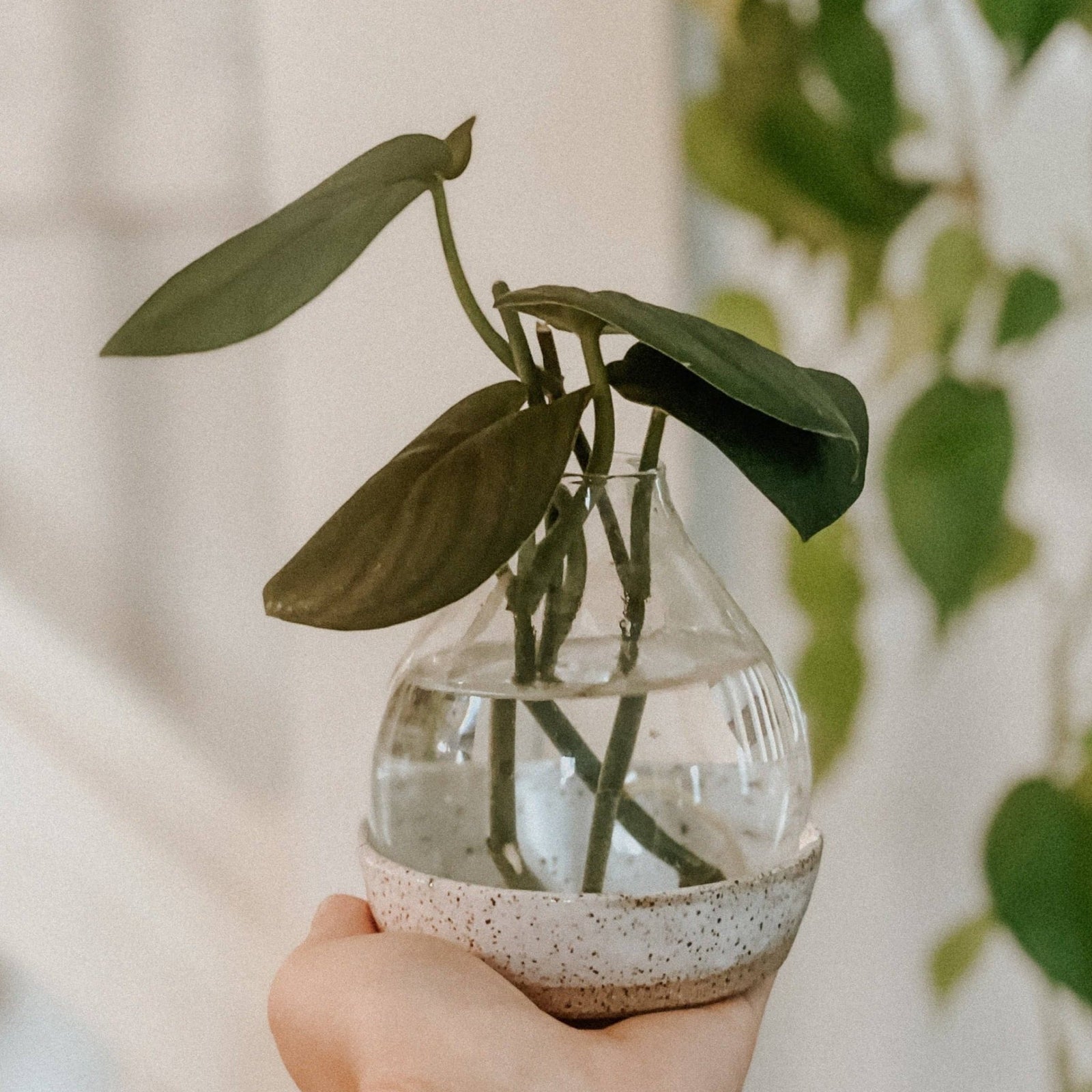 Ceramic Plant Propagation Station - Gift & Gather