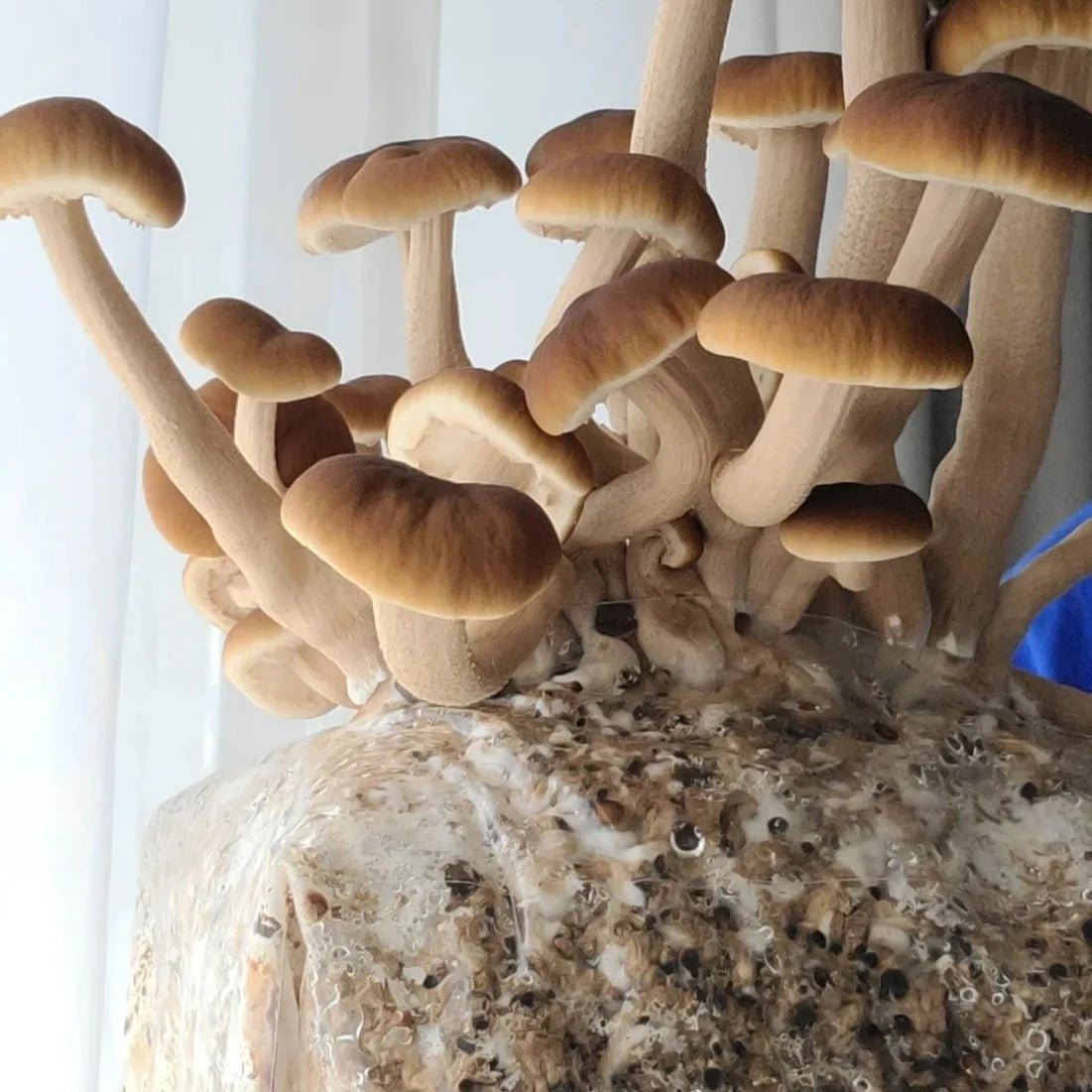 Growing Mushrooms Workshop - April 22nd from 1:00 pm - 2:30 pm. - Gift & Gather