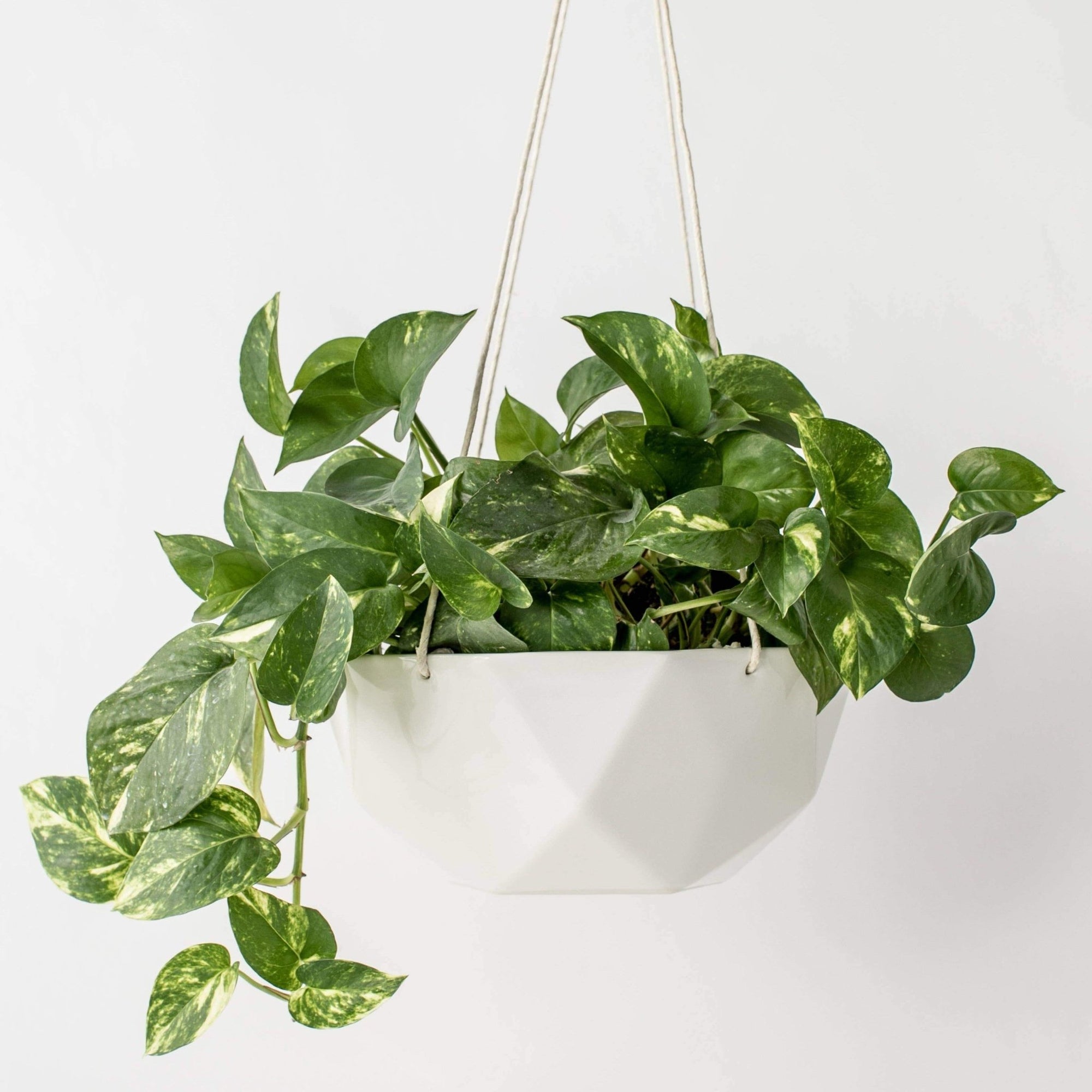 geometric hanging planter Hanging Planters