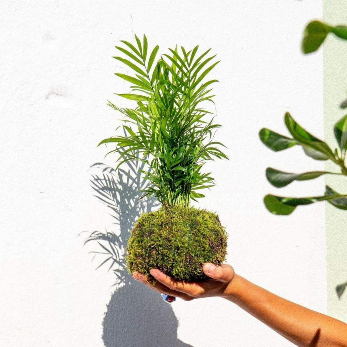 Kokedama Workshop with Jimmy Potter - Febraury 10 from 11:30 am - 1:30 pm. - Gift & Gather