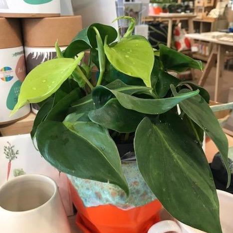 Live Plant - Heartleaf Philodendron - 6" - Gift & Gather