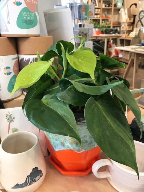 Live Plant - Heartleaf Philodendron - 6" - Gift & Gather