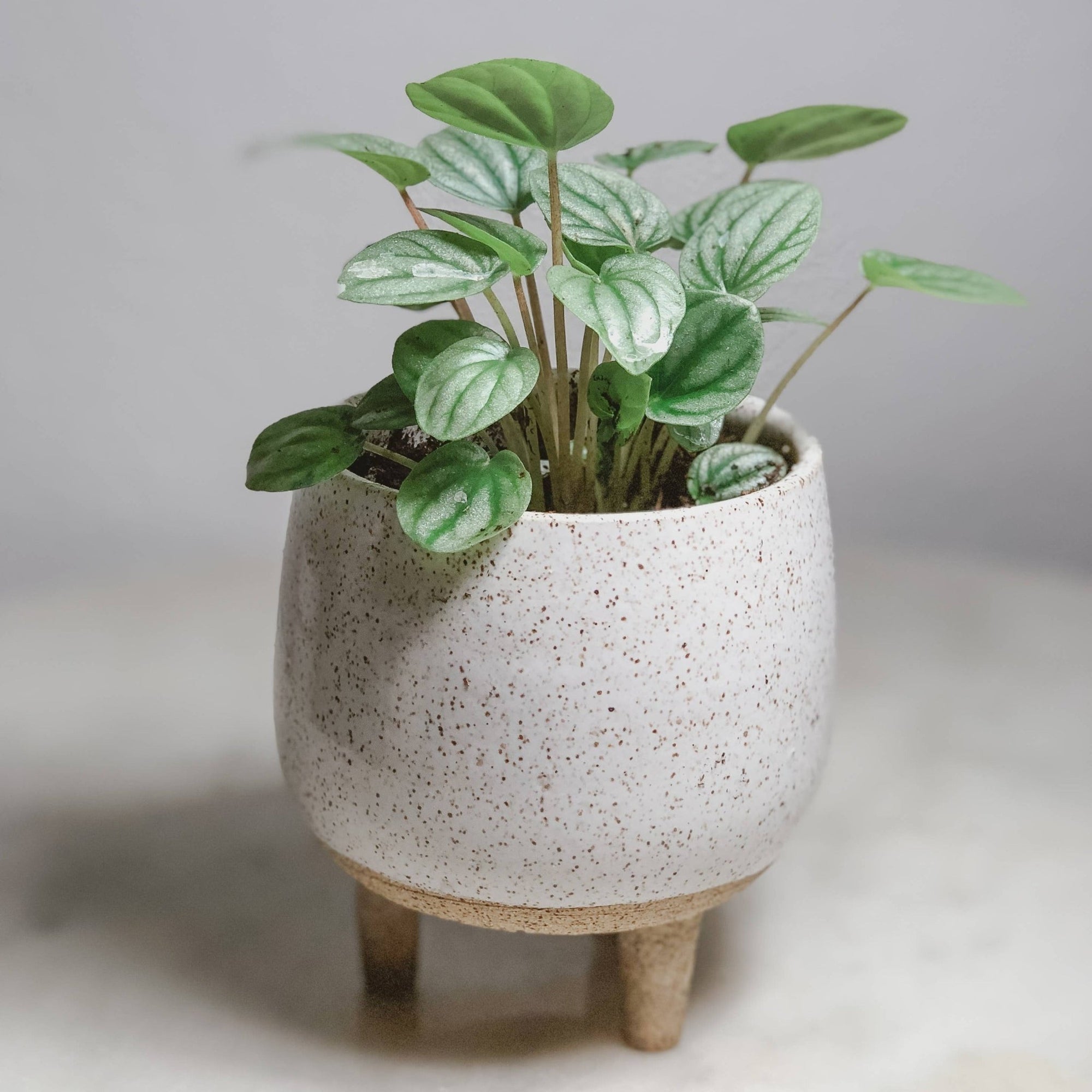 Planter - Small Ceramic Tripod - Gift & Gather