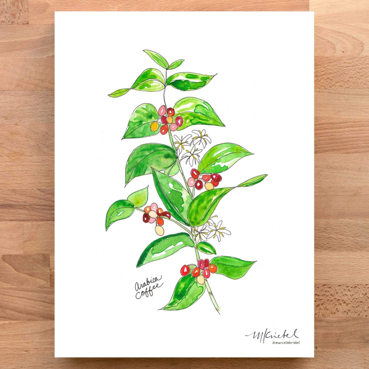Print - Arabica Coffee Plant - Gift & Gather