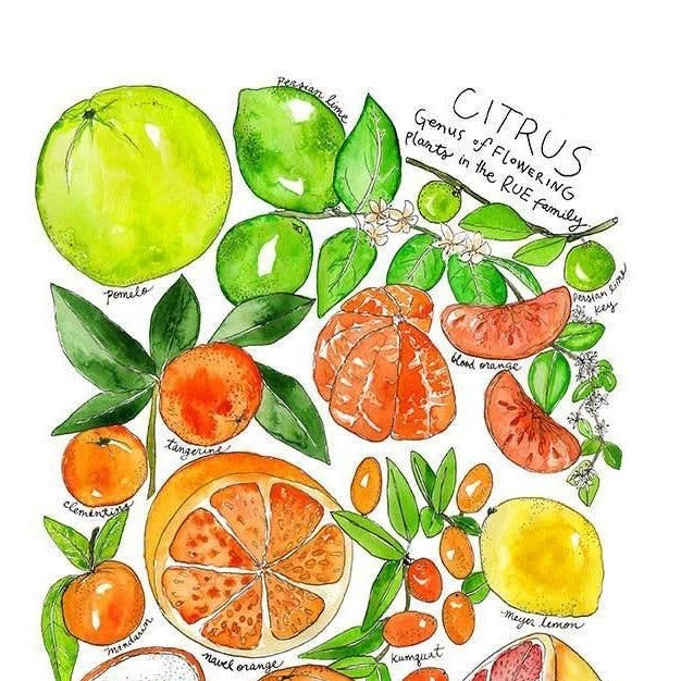 Print - Citrus Family - Gift & Gather