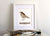 Print - DC Wood Thrush - Gift & Gather