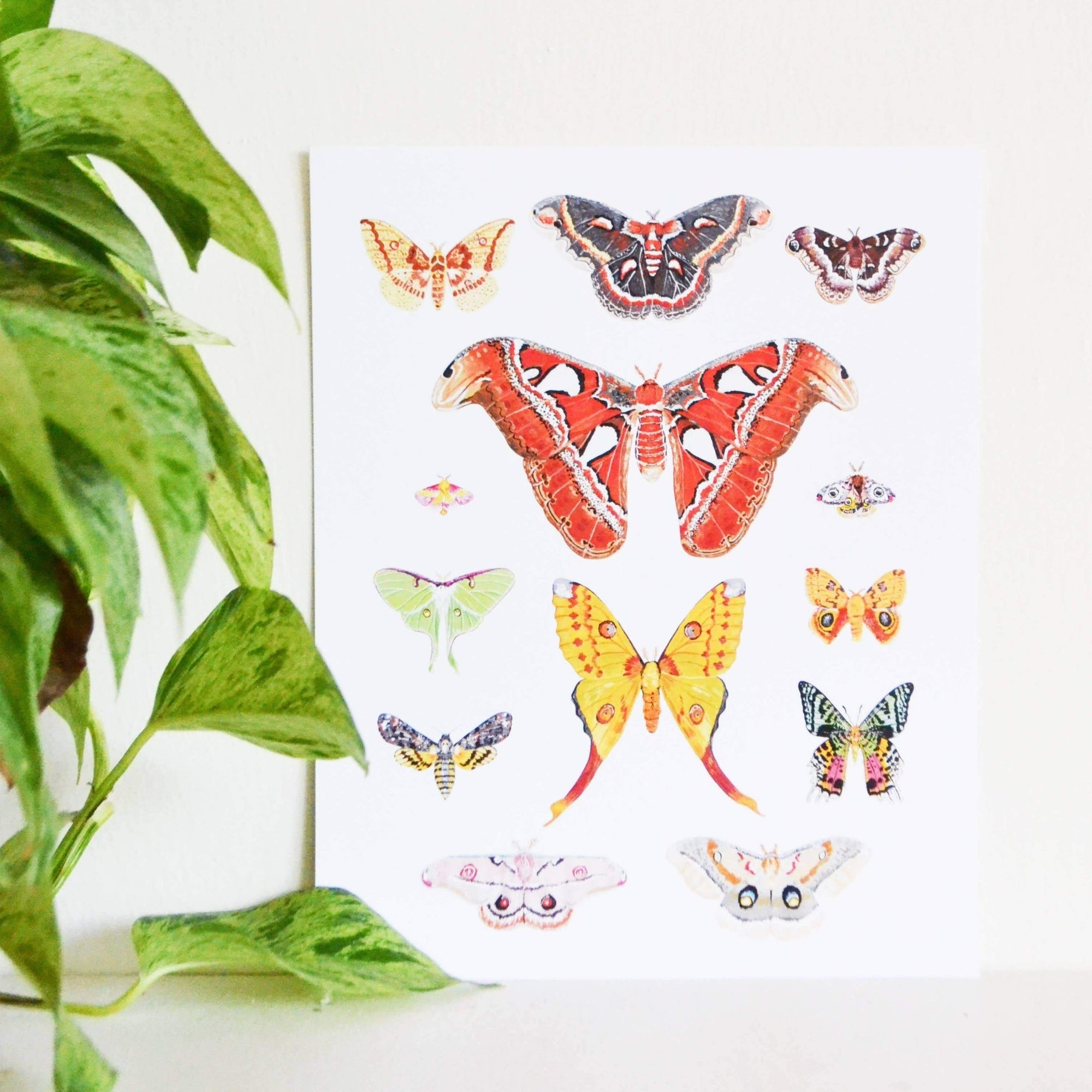 Print - Moth Species - Gift & Gather