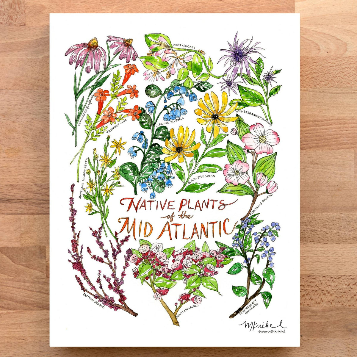 Print - Native Plants of the Mid Atlantic - Gift & Gather