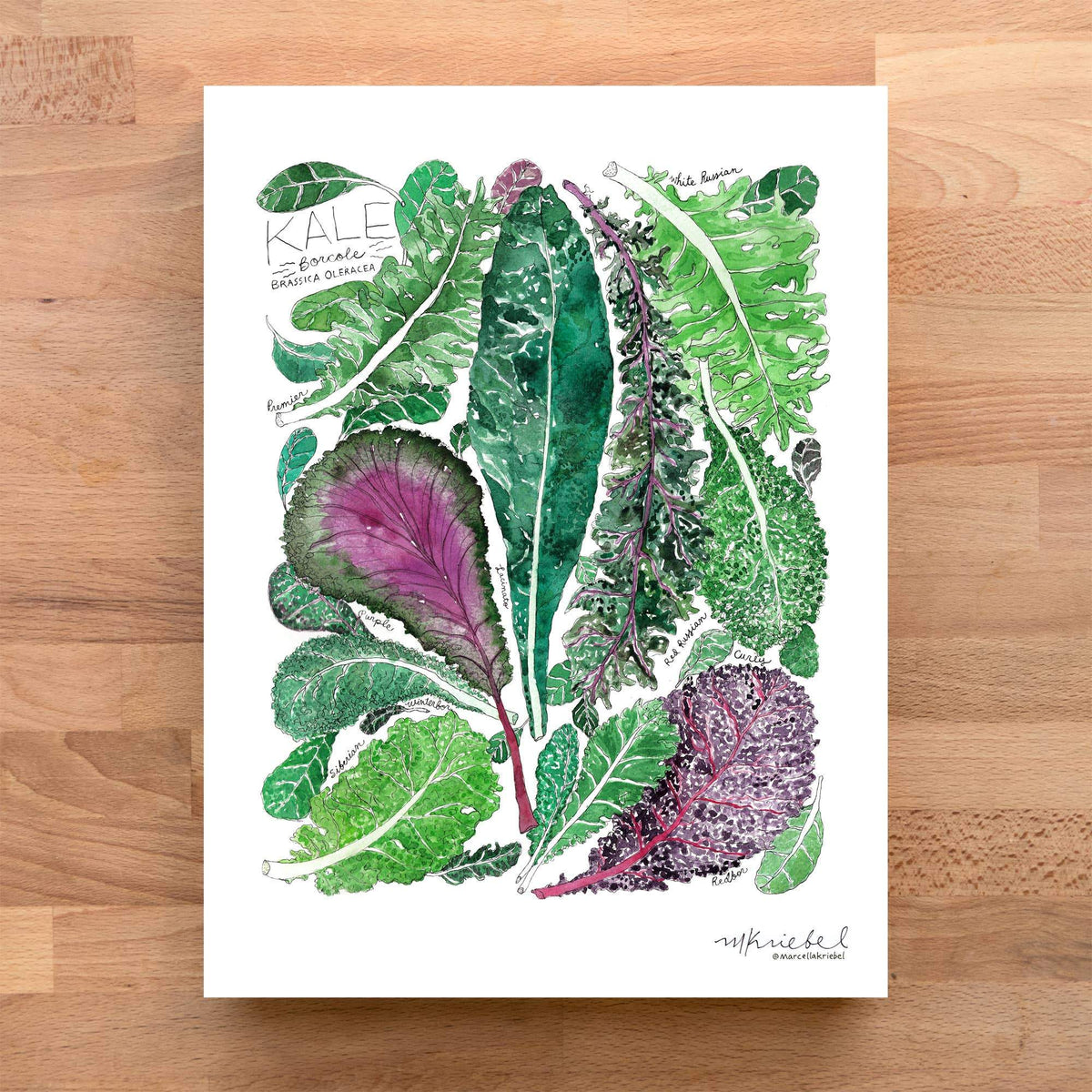 Print - Types Of Kale - Gift & Gather