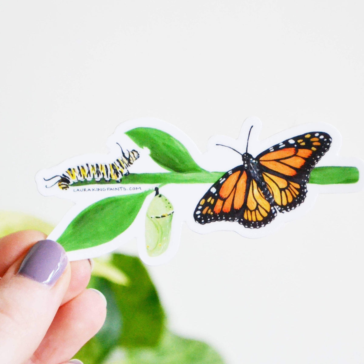 Sticker - Monarch Butterfly Metamorphosis - Gift & Gather