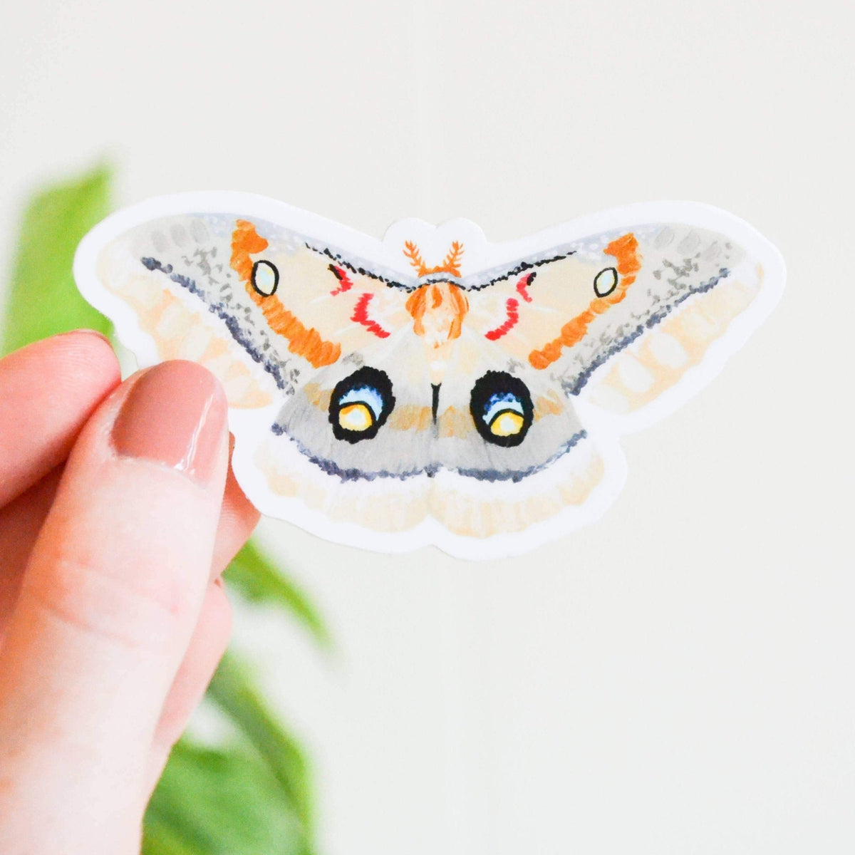 Sticker - Polyphemus Moth - Gift & Gather