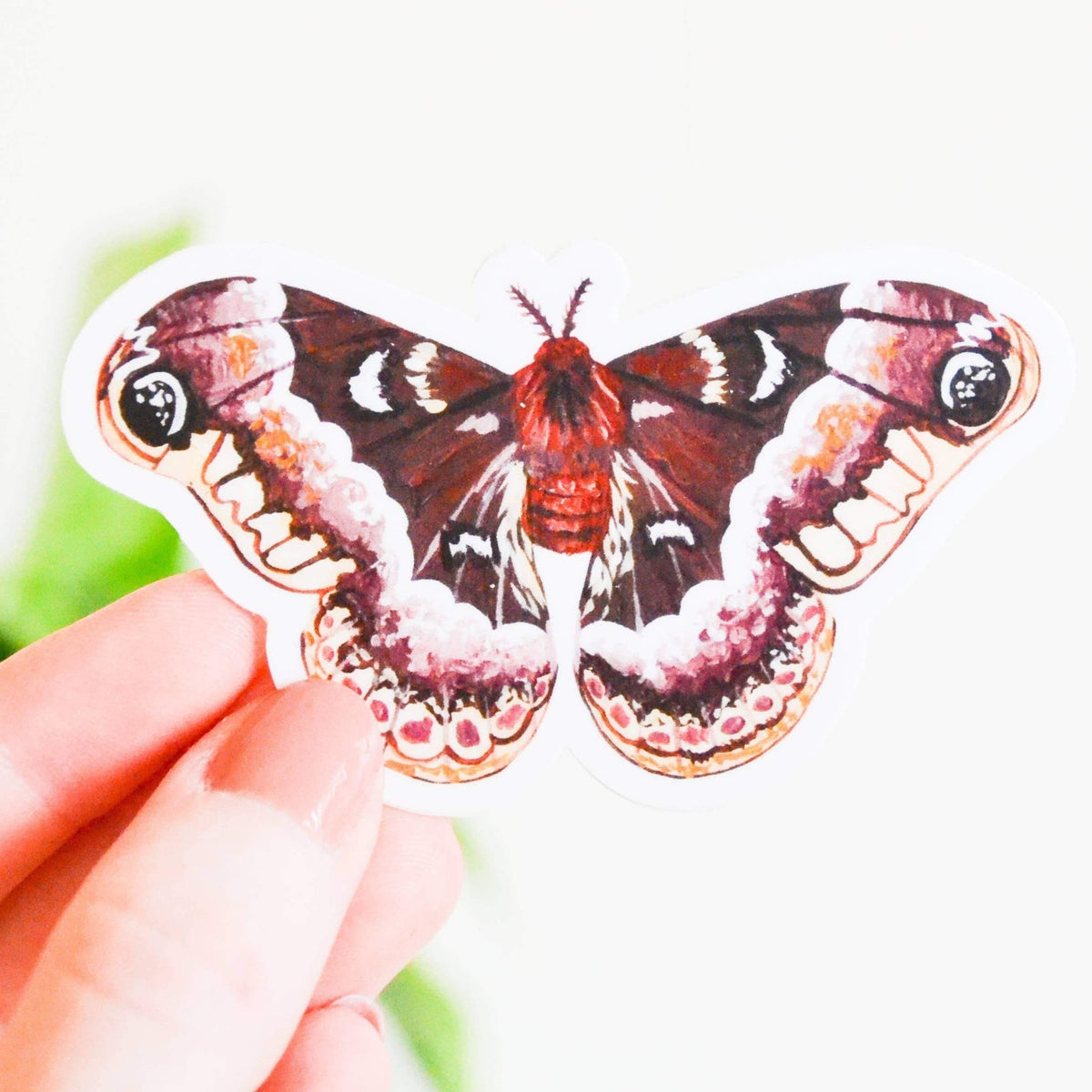 Sticker - Promethea Silk moth - Gift & Gather